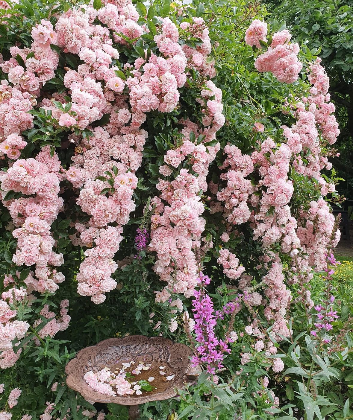Jakten på den perfekta rosbusken