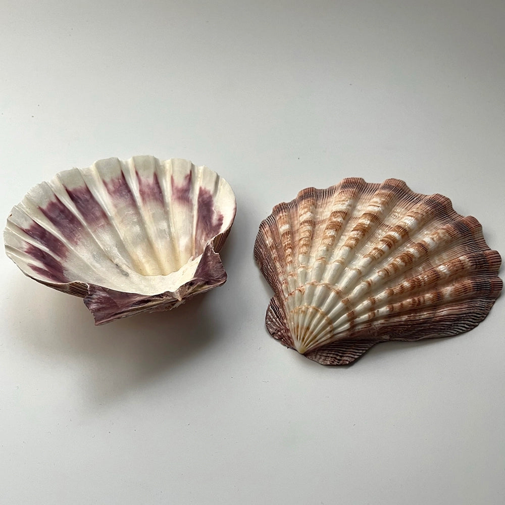 Löwenpranken-Muschel 12x15 cm