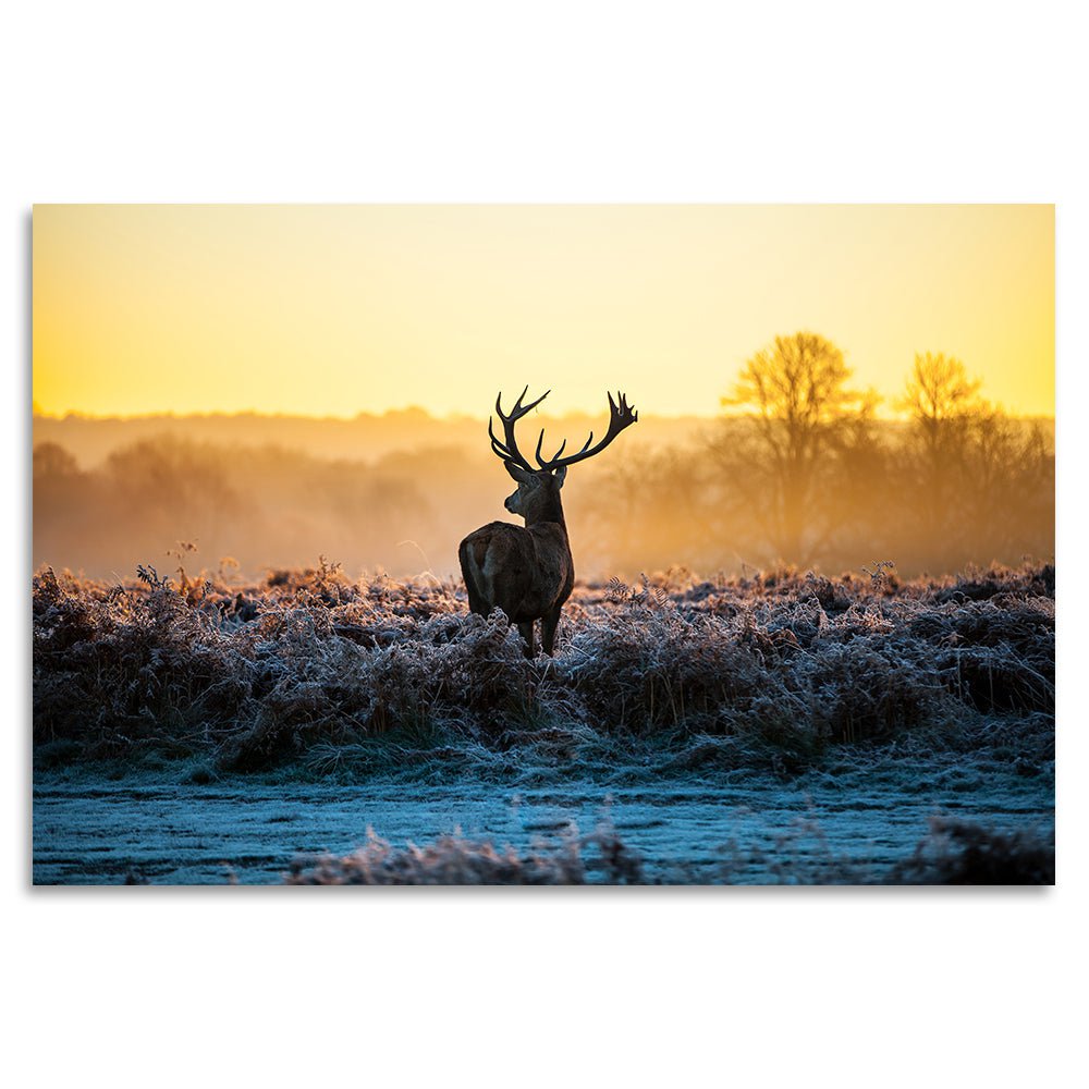 Acrylic Glass – Winter Stag at Dawn