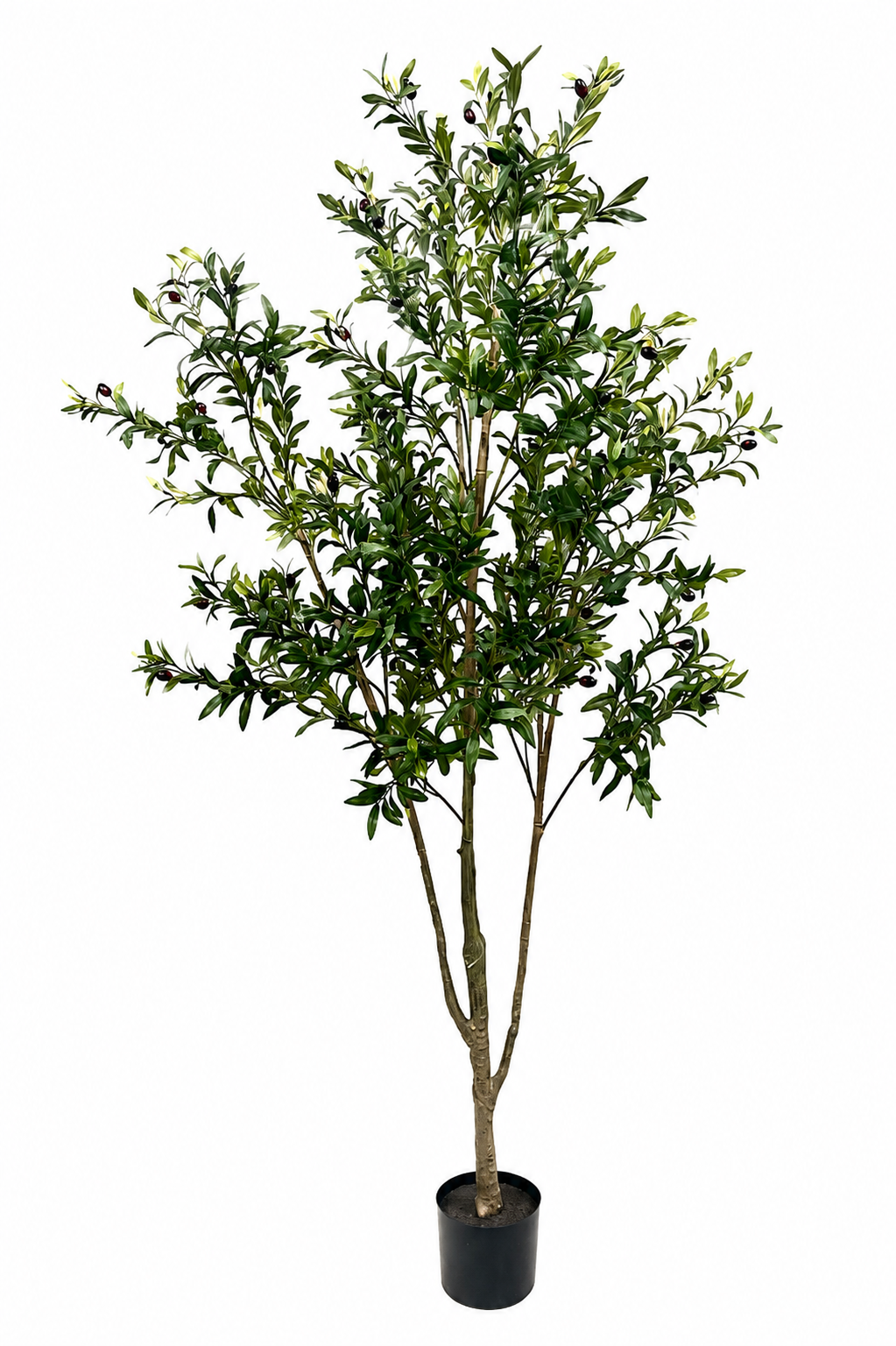 Olivträd 190 cm | Aguilar Málaga