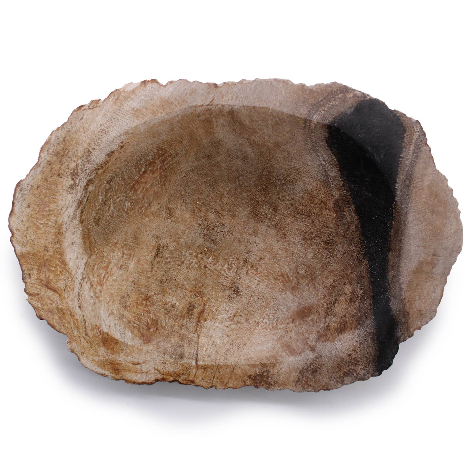 Seifenschale | Schwarzes versteinertes Holz (natürlich versteinertes Holz)