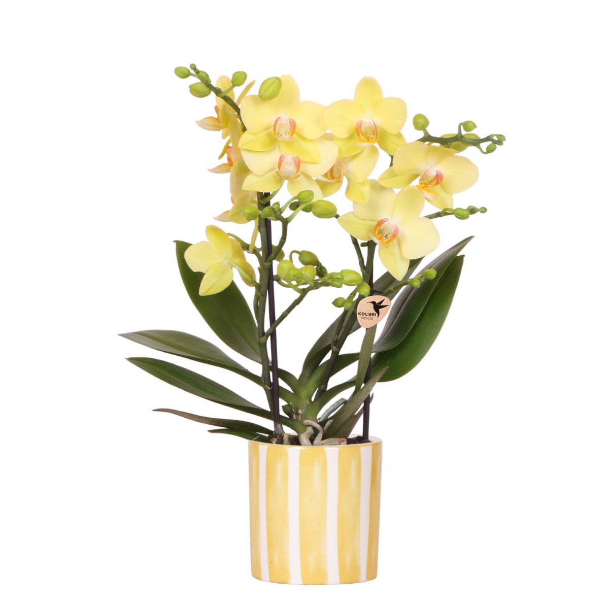 Gul multifloraorkidé ‘Albenga’ 35 cm med gulrandig keramikkruka – Ø9 cm | Fri frakt