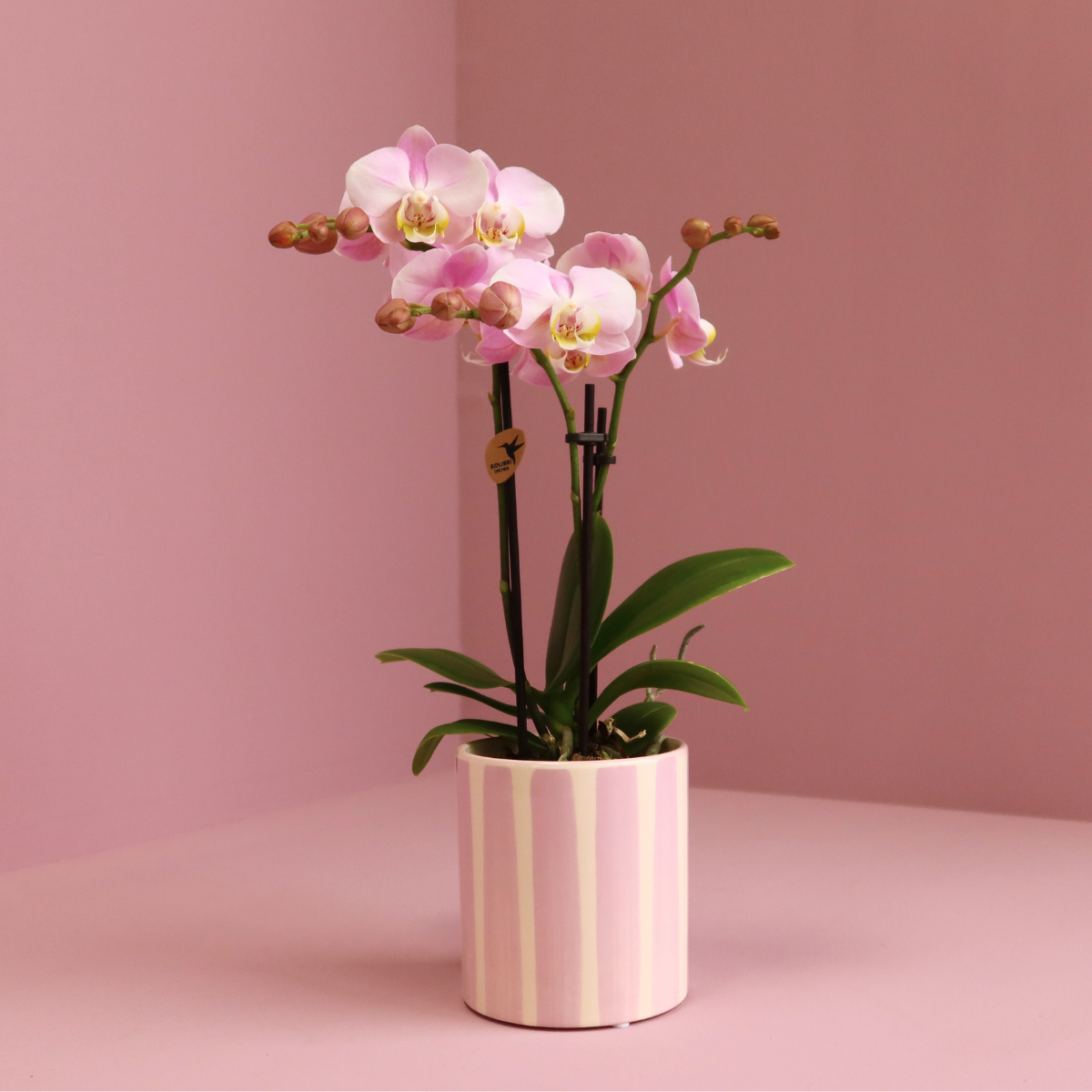 Puderrosa Phalaenopsisorkidé ‘Portugal’ 35 cm med rosa randig keramikkruka – Ø9 cm | Fri frakt