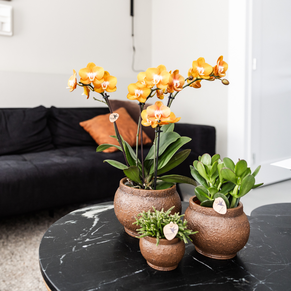Orange Phalaenopsis Orkidé Las Vegas 4-pack Ø12 cm | Kolibri Company