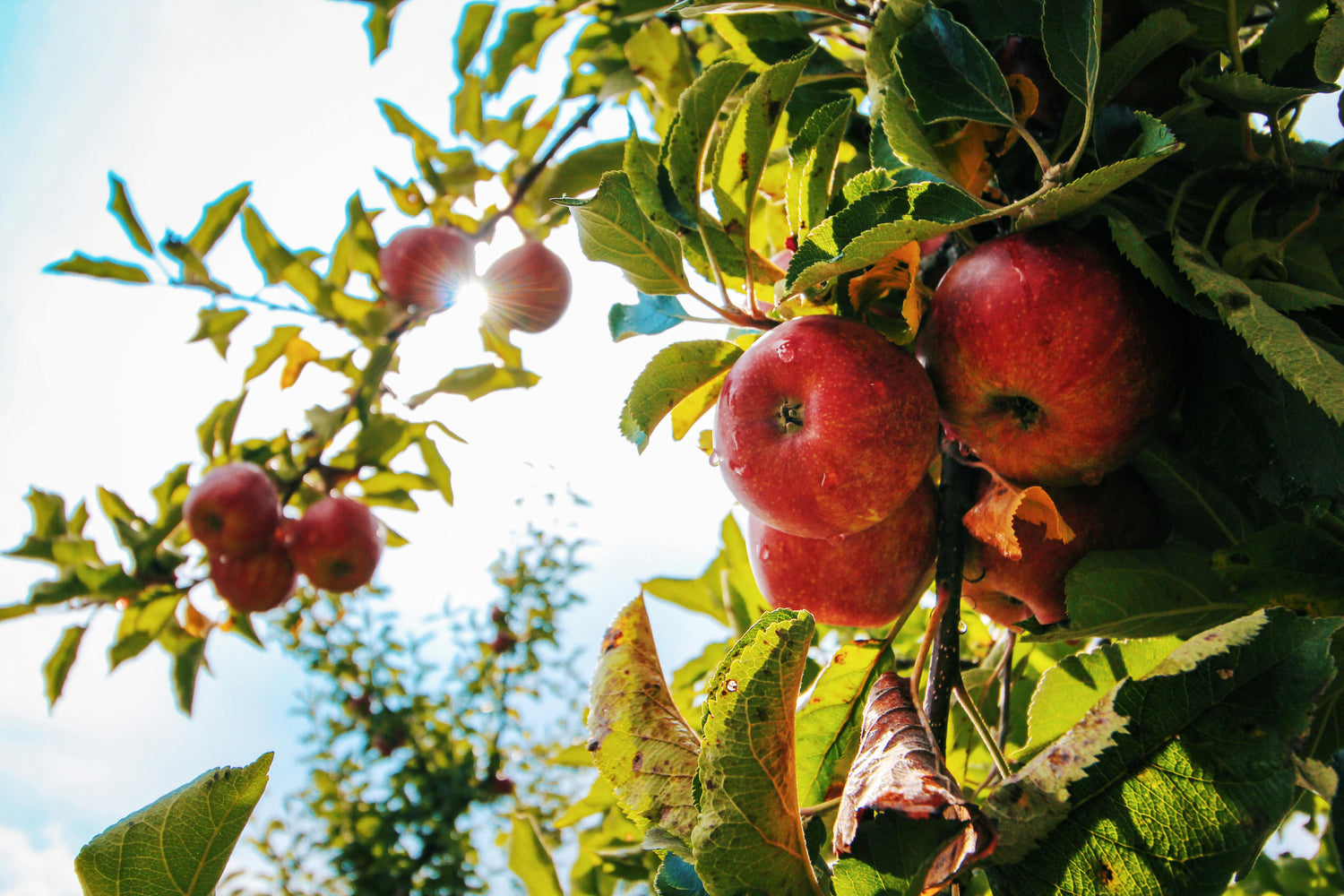 Ett Äpple om Dagen – Varför Äpplen Verkligen Håller Doktorn Borta!