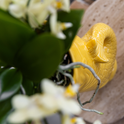 Mediterranean Sunset Växtset – Vit Phalaenopsis, Succulenter &amp; Gula Keramikkrukor | Fri frakt