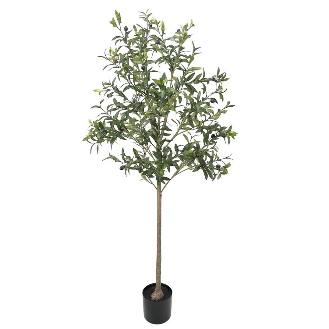 Olivträd 155 cm