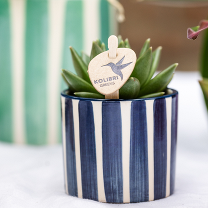Mediterranean Sunset Växtset – Vit Phalaenopsis &amp; Succulenter med Keramikkrukor | Fri frakt