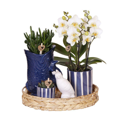 Mediterranean Sunset Växtset – Vit Phalaenopsis &amp; Succulenter med Keramikkrukor | Fri frakt