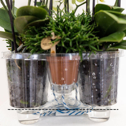 Jungle Bouquet White – Orkidéarrangemang med vattenreservoar