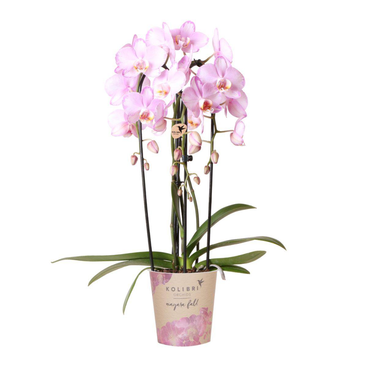 Stor premiumorkidé ‘Niagara Fall’ 50–60 cm – Puderrosa Phalaenopsis | Fri frakt