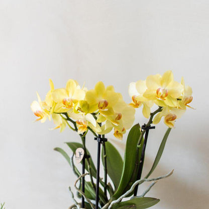 Gul multifloraorkidé ‘Albenga’ 35 cm med gulrandig keramikkruka – Ø9 cm | Fri frakt