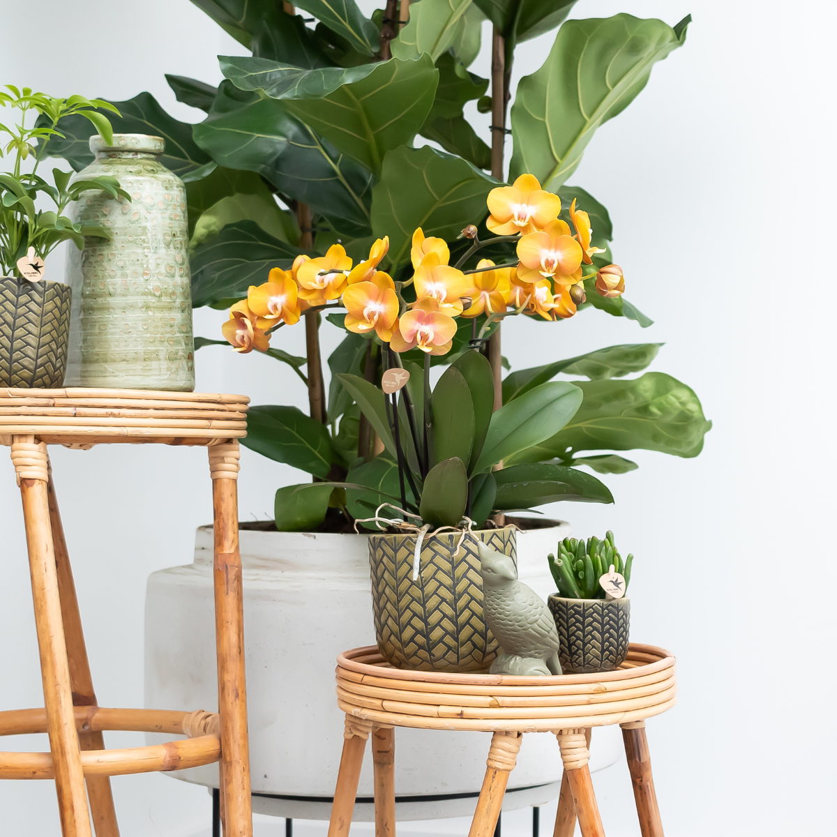 Orange Phalaenopsis Orkidé Las Vegas 4-pack Ø12 cm | Kolibri Company