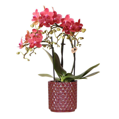 Röd Phalaenopsis Orkidé Congo i Diamond Pearl Kruka | Kolibri Company