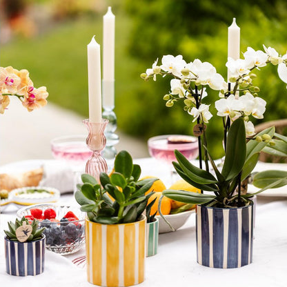 Set med 6 gröna växter i randiga keramikkrukor – Painted Stripe Ø6–9 cm | Fri frakt