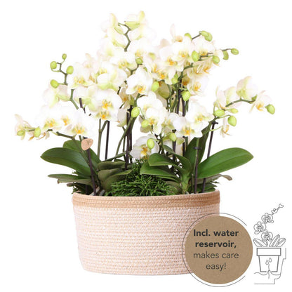 Jungle Bouquet White – Orkidéarrangemang med vattenreservoar