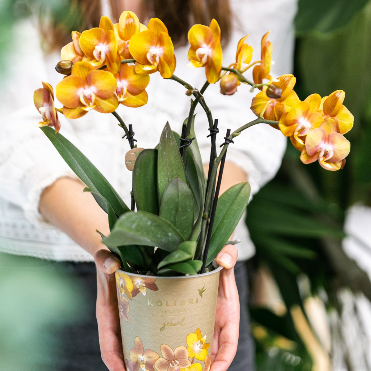 Orange Phalaenopsis Orkidé Las Vegas 4-pack Ø12 cm | Kolibri Company