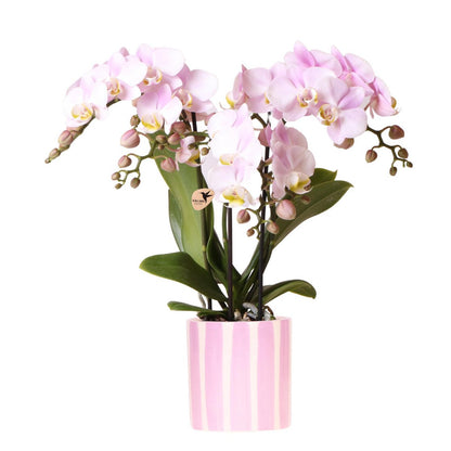 Puderrosa Phalaenopsisorkidé ‘Portugal’ 35 cm med rosa randig keramikkruka – Ø9 cm | Fri frakt