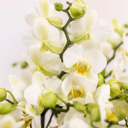 Jungle Bouquet White – Orkidéarrangemang med vattenreservoar