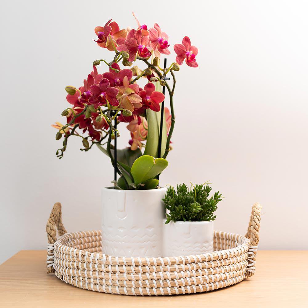 Kolibri Orchids Congo – Röd multiflora orkidé | Ø9 cm höjd: 30–35 cm