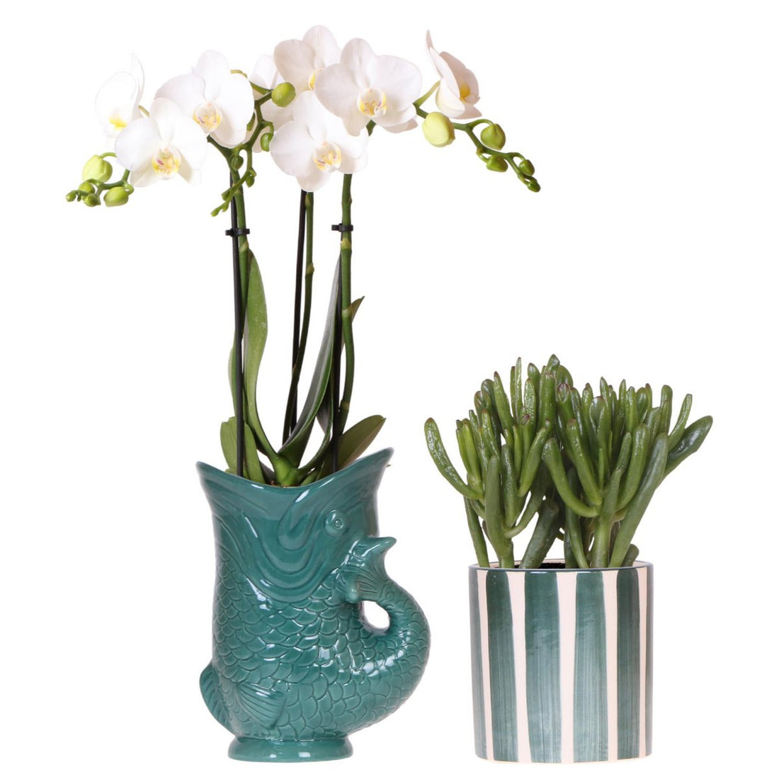 Vit Amabilis Orkidé &amp; Crassula Hobbit i Designkrukor | Kolibri Company
