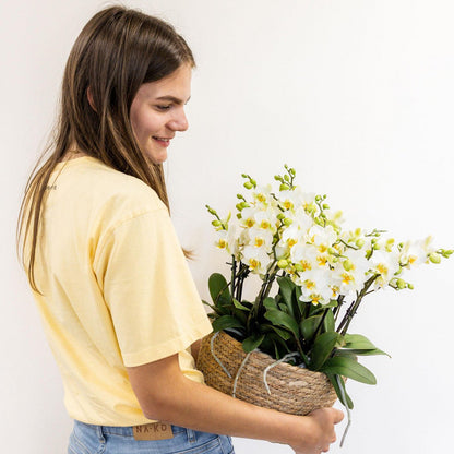Jungle Bouquet White – Orkidéarrangemang med vattenreservoar