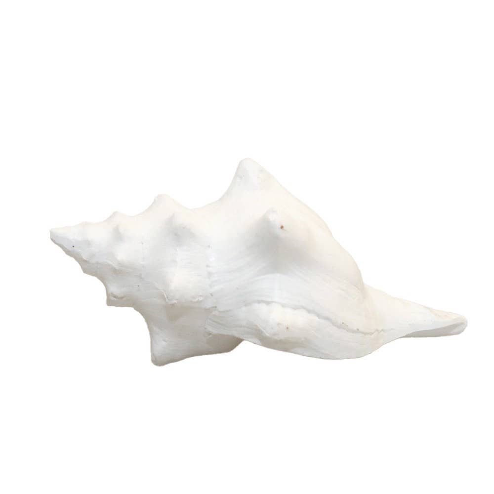 Dekorativ vit snäcka 12,5x7x5cm