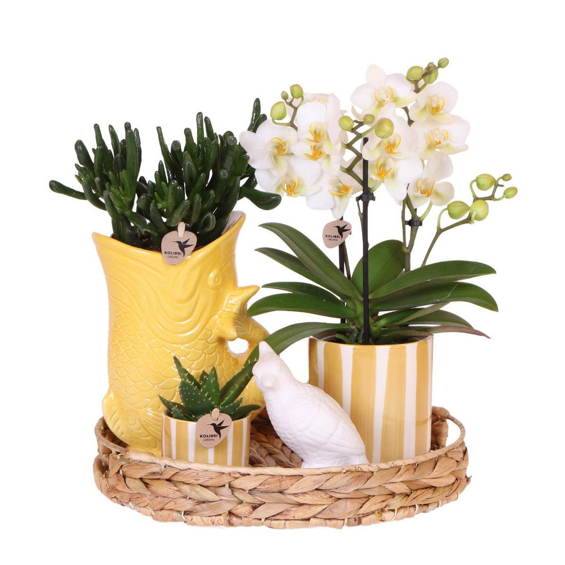 Mediterranean Sunset Växtset – Vit Phalaenopsis, Succulenter &amp; Gula Keramikkrukor | Fri frakt