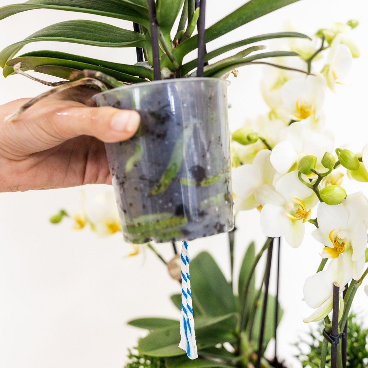 Jungle Bouquet White – Orkidéarrangemang med vattenreservoar