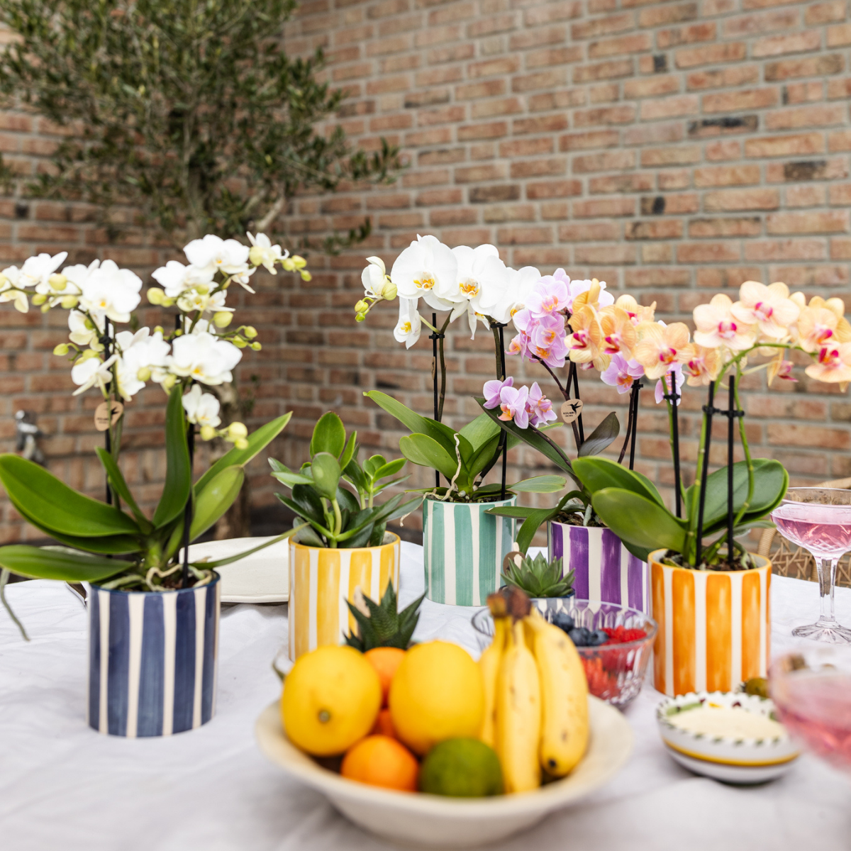Vit multifloraorkidé ‘Lausanne’ med turkosrandig keramikkruka | Fri frakt