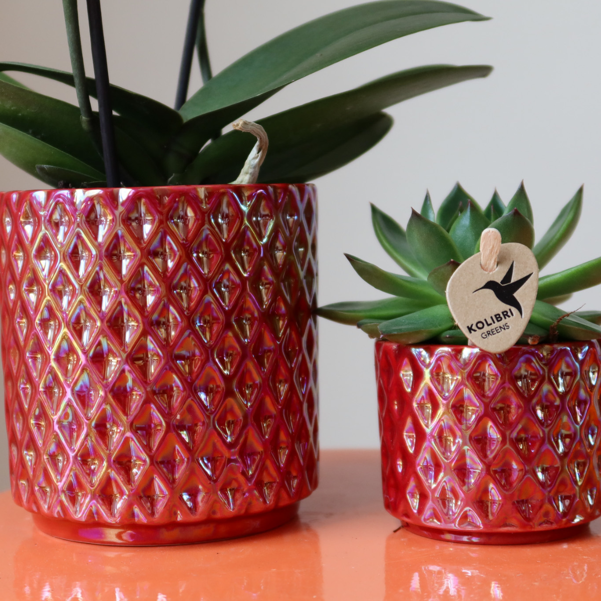 Röd Phalaenopsis Orkidé Congo i Diamond Pearl Kruka | Kolibri Company
