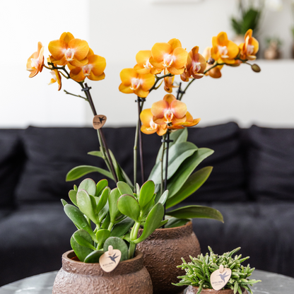 Orange Phalaenopsis Orkidé Las Vegas 4-pack Ø12 cm | Kolibri Company