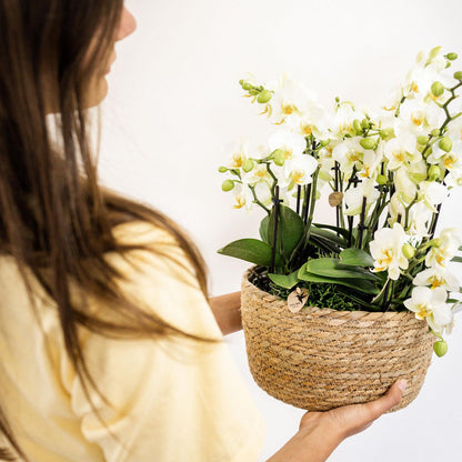 Jungle Bouquet White – Orkidéarrangemang med vattenreservoar
