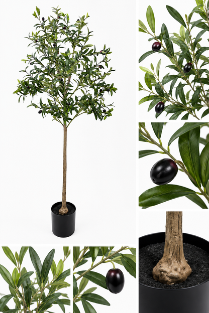 Olivträd 155 cm