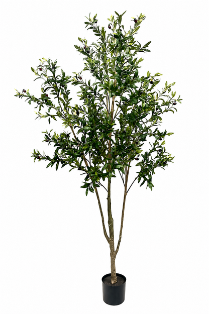 Olivträd 190 cm | Aguilar Málaga