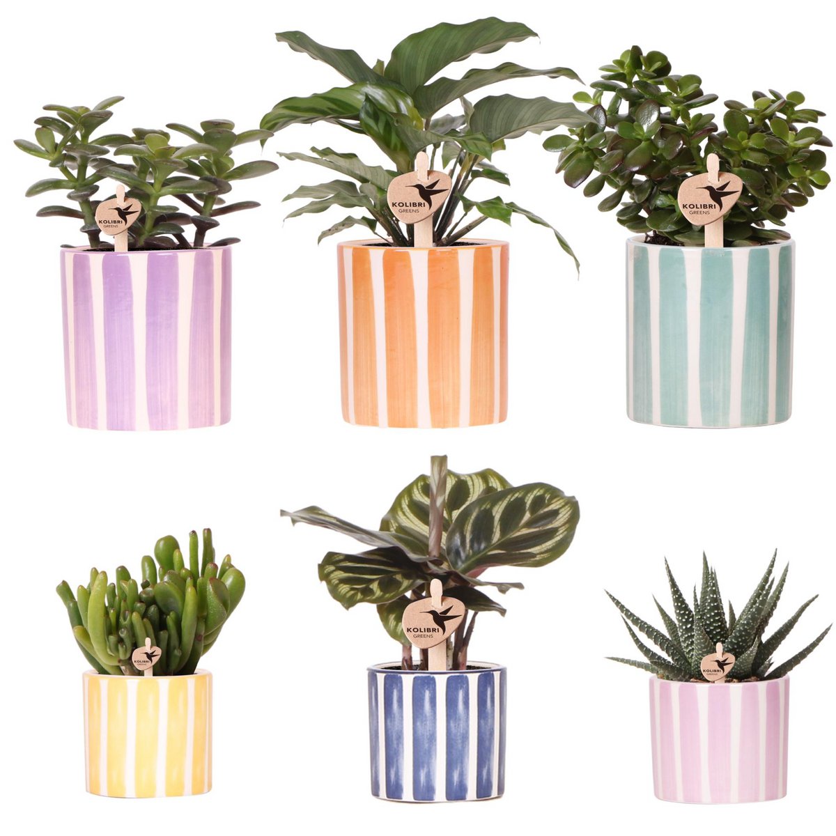 Set med 6 gröna växter i randiga keramikkrukor – Painted Stripe Ø6–9 cm | Fri frakt