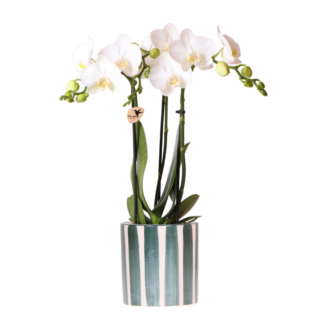 Vit Phalaenopsisorkidé Amabilis med Painted Stripe grön kruka | Fri Frakt
