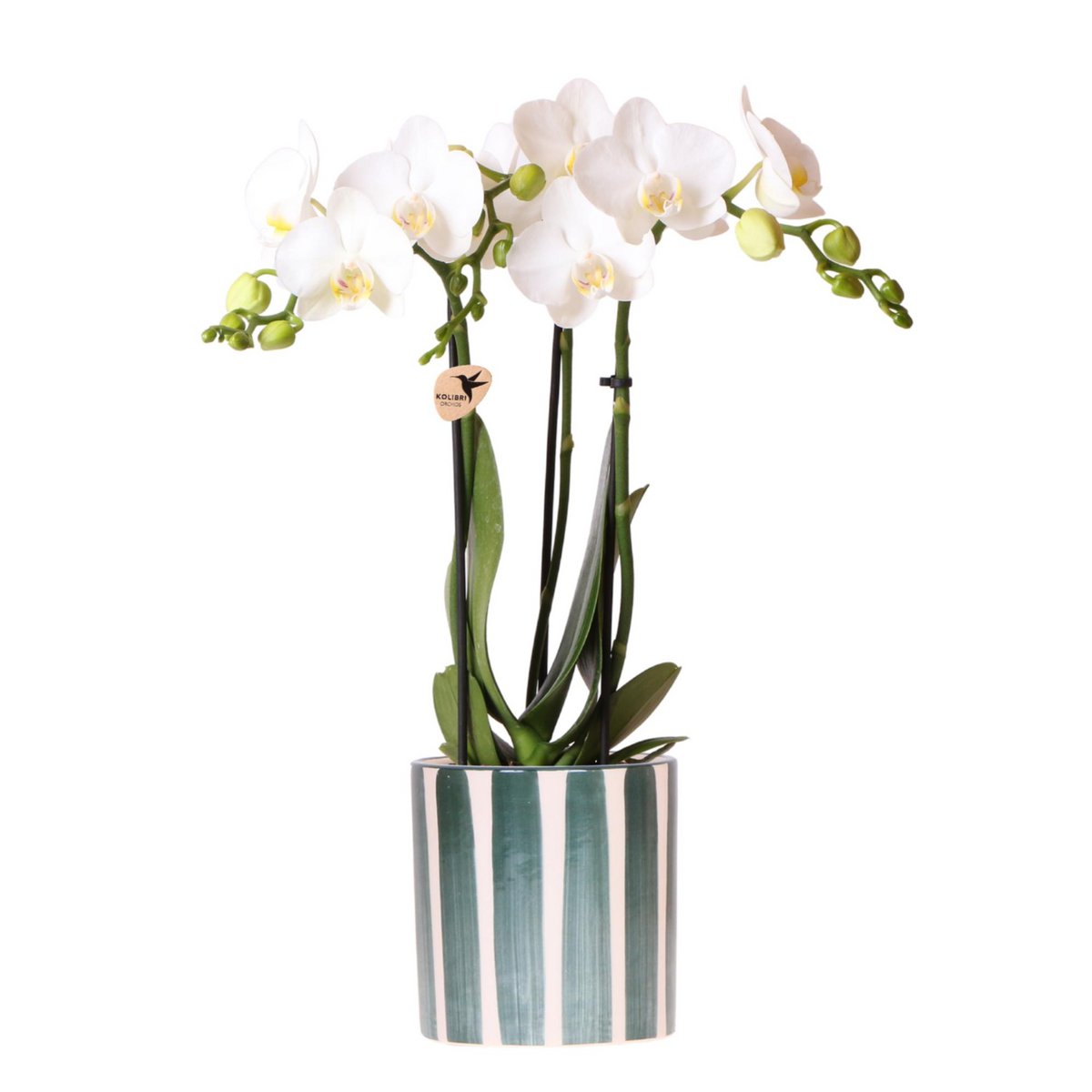 Vit Phalaenopsisorkidé Amabilis med Painted Stripe grön kruka | Fri Frakt