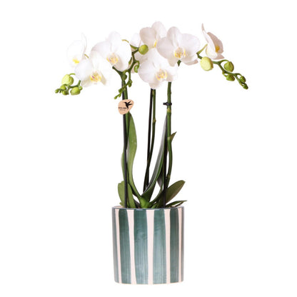 Vit Phalaenopsisorkidé Amabilis med Painted Stripe grön kruka | Fri Frakt