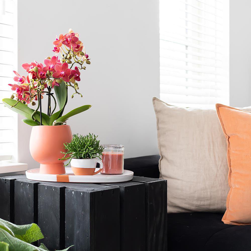 Kolibri Orchids Congo – Röd multiflora orkidé | Ø9 cm höjd: 30–35 cm