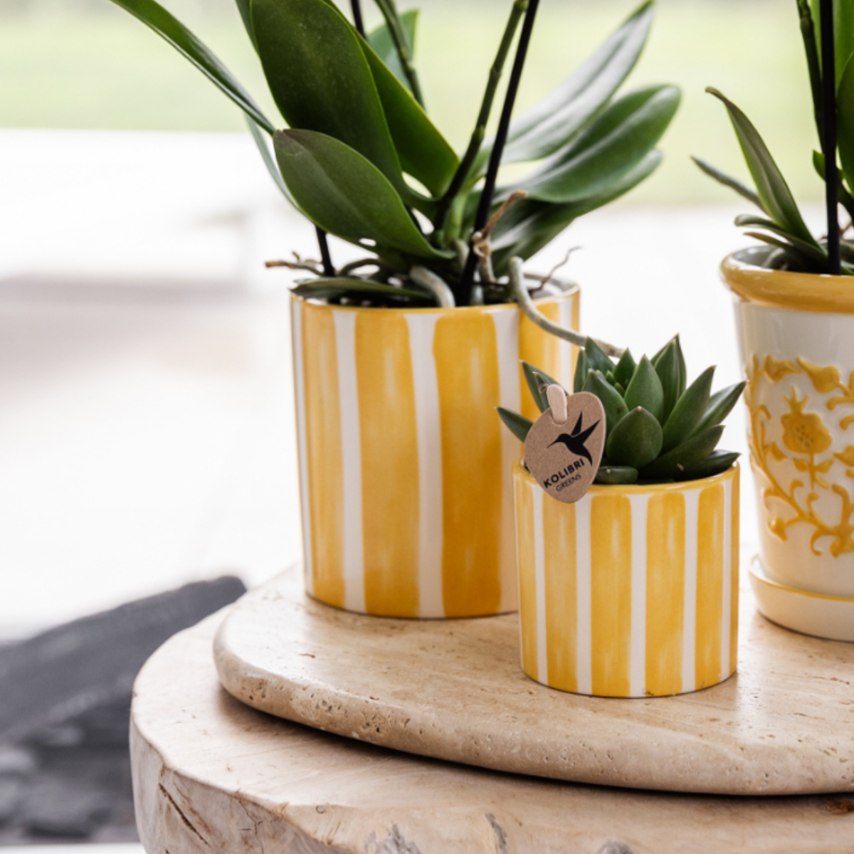 Mediterranean Sunset Växtset – Vit Phalaenopsis, Succulenter &amp; Gula Keramikkrukor | Fri frakt