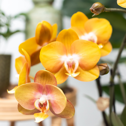 Orange Phalaenopsis Orkidé Las Vegas 4-pack Ø12 cm | Kolibri Company