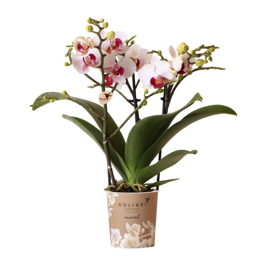 Stor vit Phalaenopsisorkidé ‘Gibraltar’ 45 cm Ø9 cm | Fri frakt