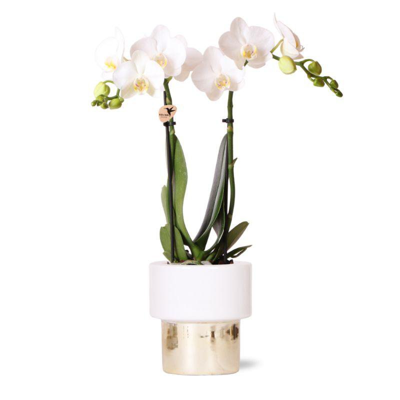 Vit Phalaenopsisorkidé ‘Amabilis’ med Lush-kruka – Vit/Guld | Fri Frakt