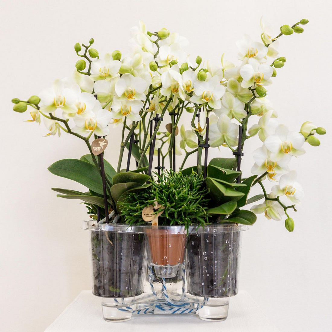 Jungle Bouquet White – Orkidéarrangemang med vattenreservoar