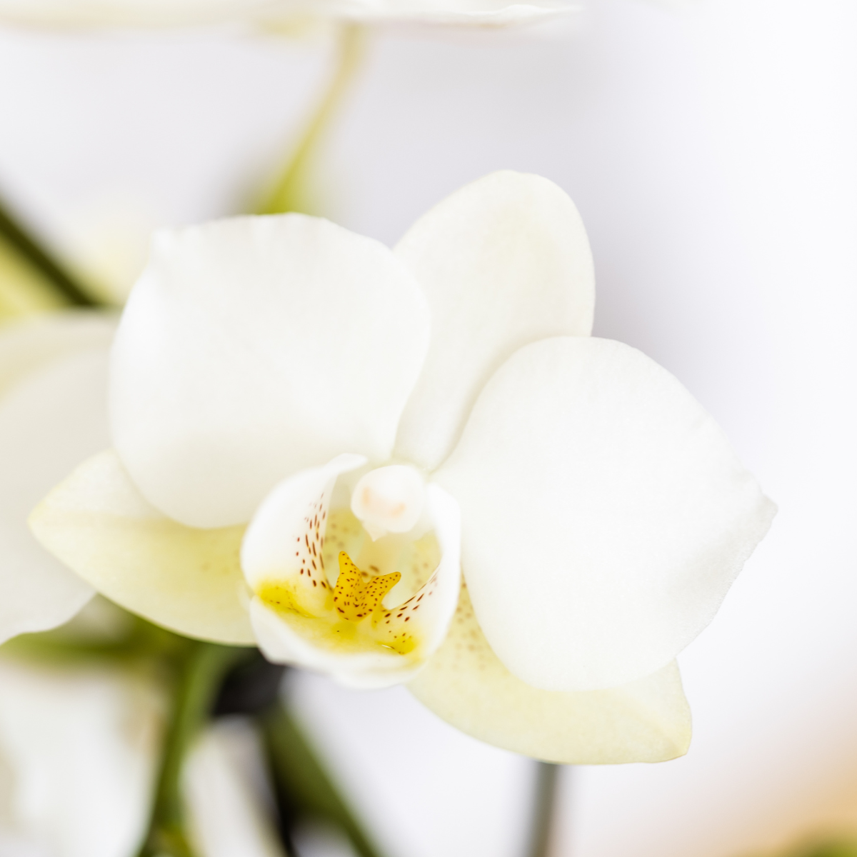 Mediterranean Sunset Växtset – Vit Phalaenopsis &amp; Succulenter med Keramikkrukor | Fri frakt