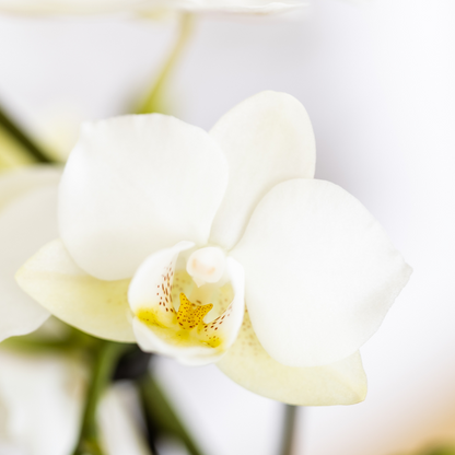 Mediterranean Sunset Växtset – Vit Phalaenopsis &amp; Succulenter med Keramikkrukor | Fri frakt