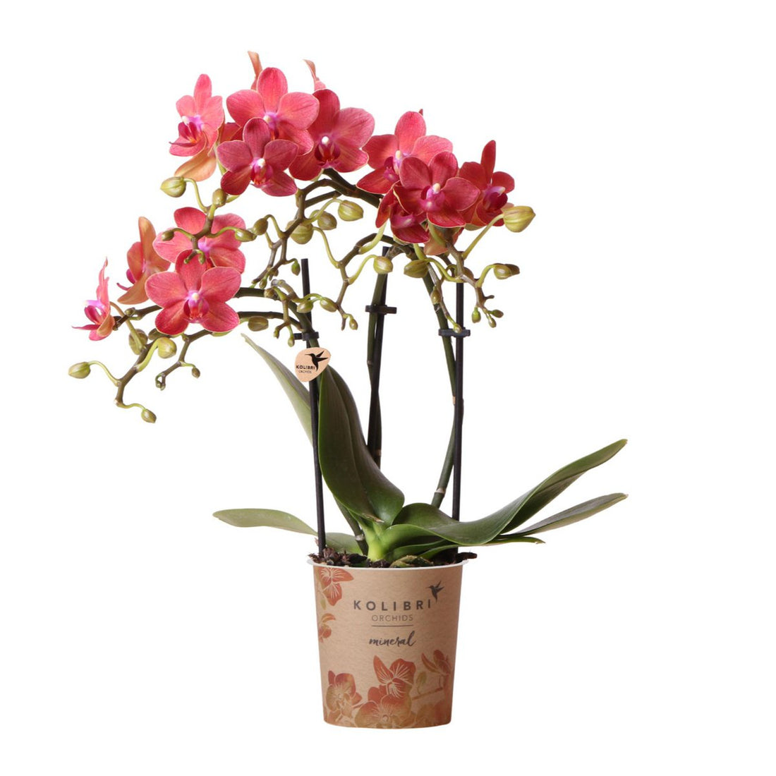 Kolibri Orchids Congo – Röd multiflora orkidé | Ø9 cm höjd: 30–35 cm