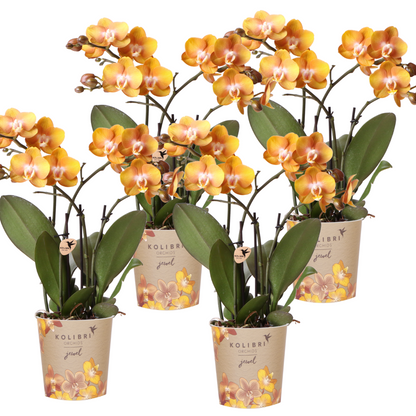 Orange Phalaenopsis Orkidé Las Vegas 4-pack Ø12 cm | Kolibri Company