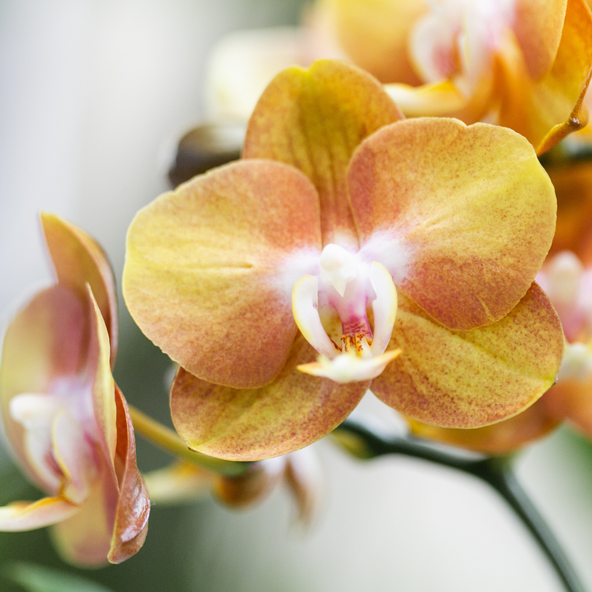 Orange Phalaenopsis Orkidé Las Vegas 4-pack Ø12 cm | Kolibri Company